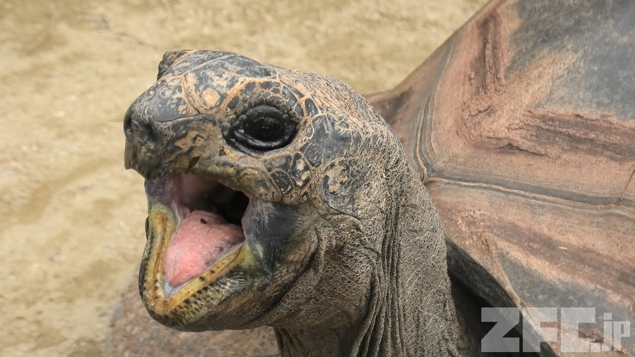 アルダブラゾウガメ のマンネンくん 東武動物公園 2020年9月18日 ZFC jp