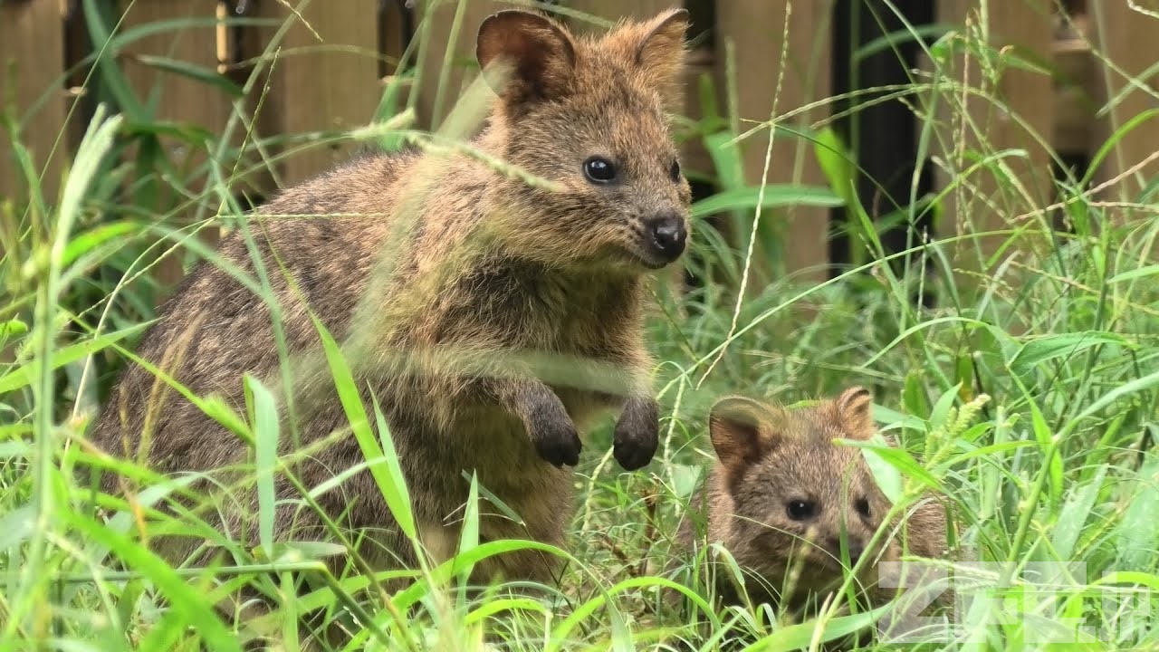 クオッカ の親子 埼玉県こども動物自然公園 2020年9月15日 ZFC jp