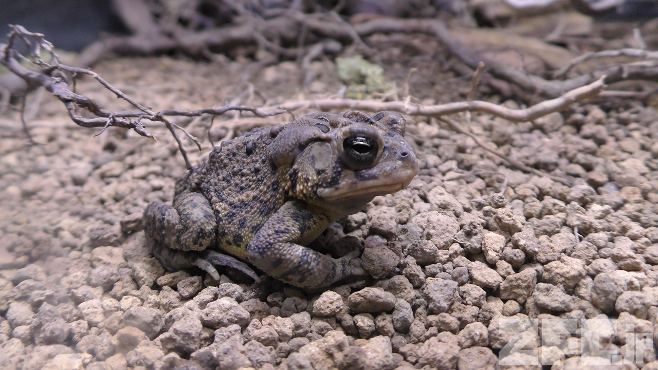 ナンブヒキガエル | 動物図鑑 | ZFC.jp