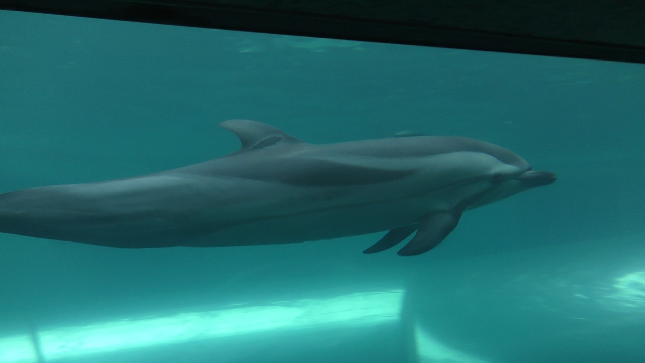 Striped dolphin