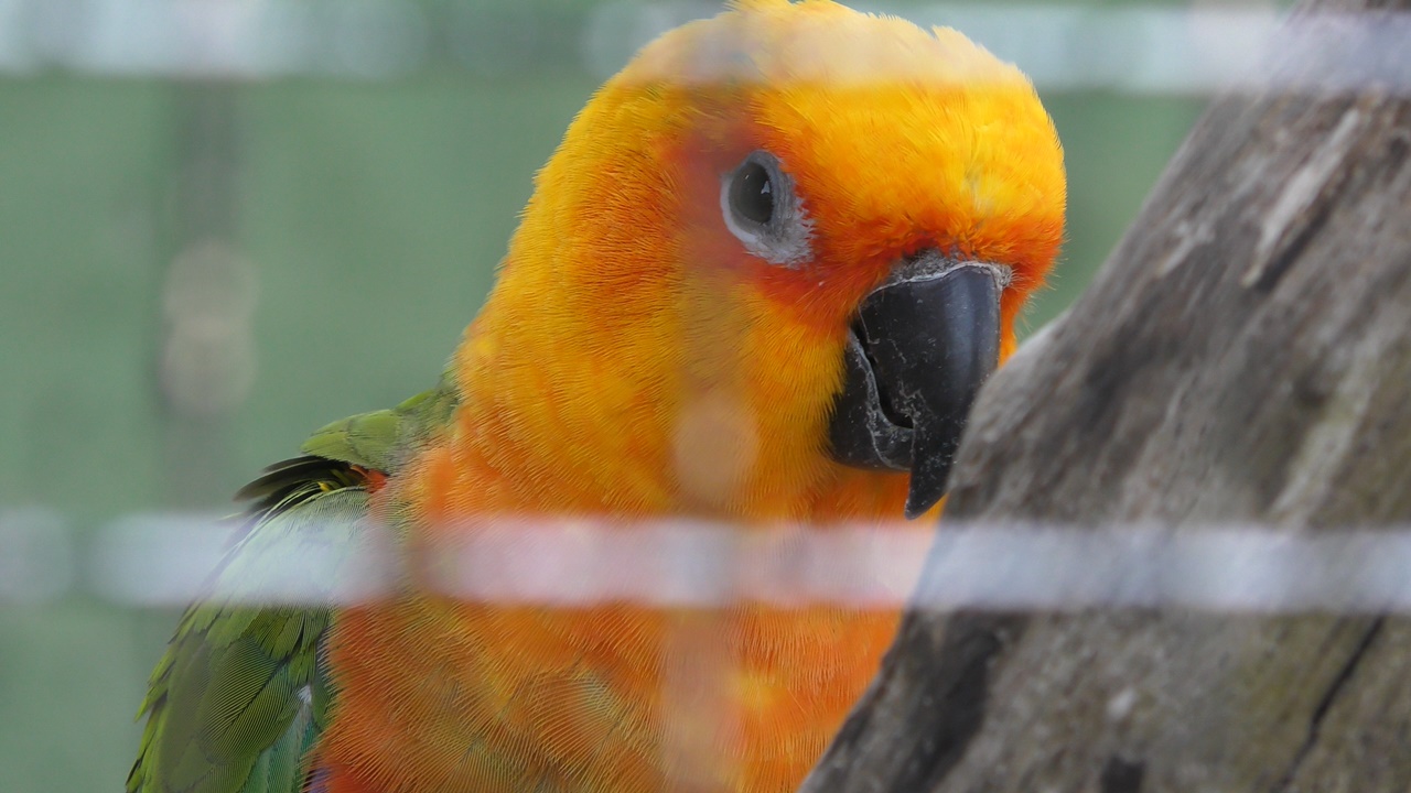 Jandaya parakeet
