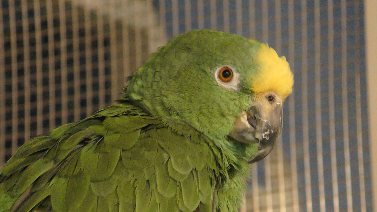 Panama amazon