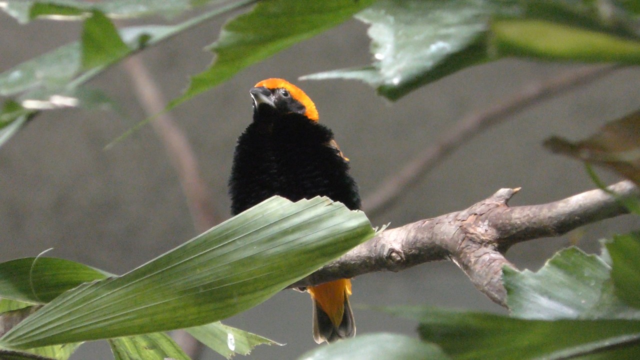 Southern red bishop