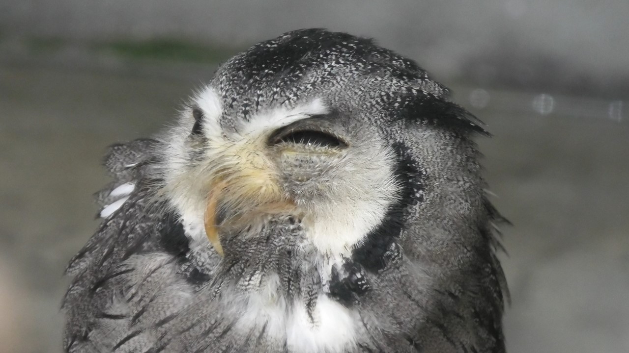 Southern white-faced owl