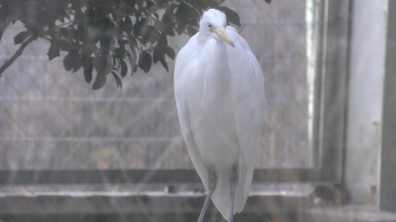 Intermediate egret
