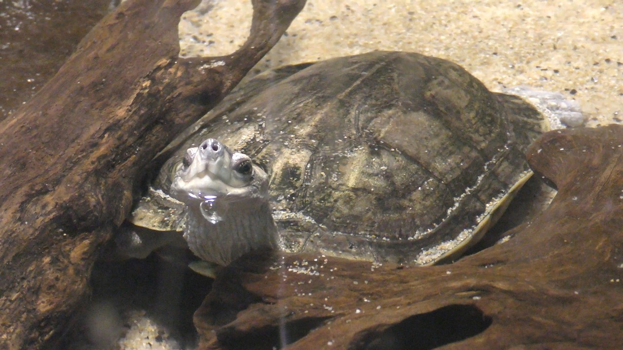 Burmese black turtle