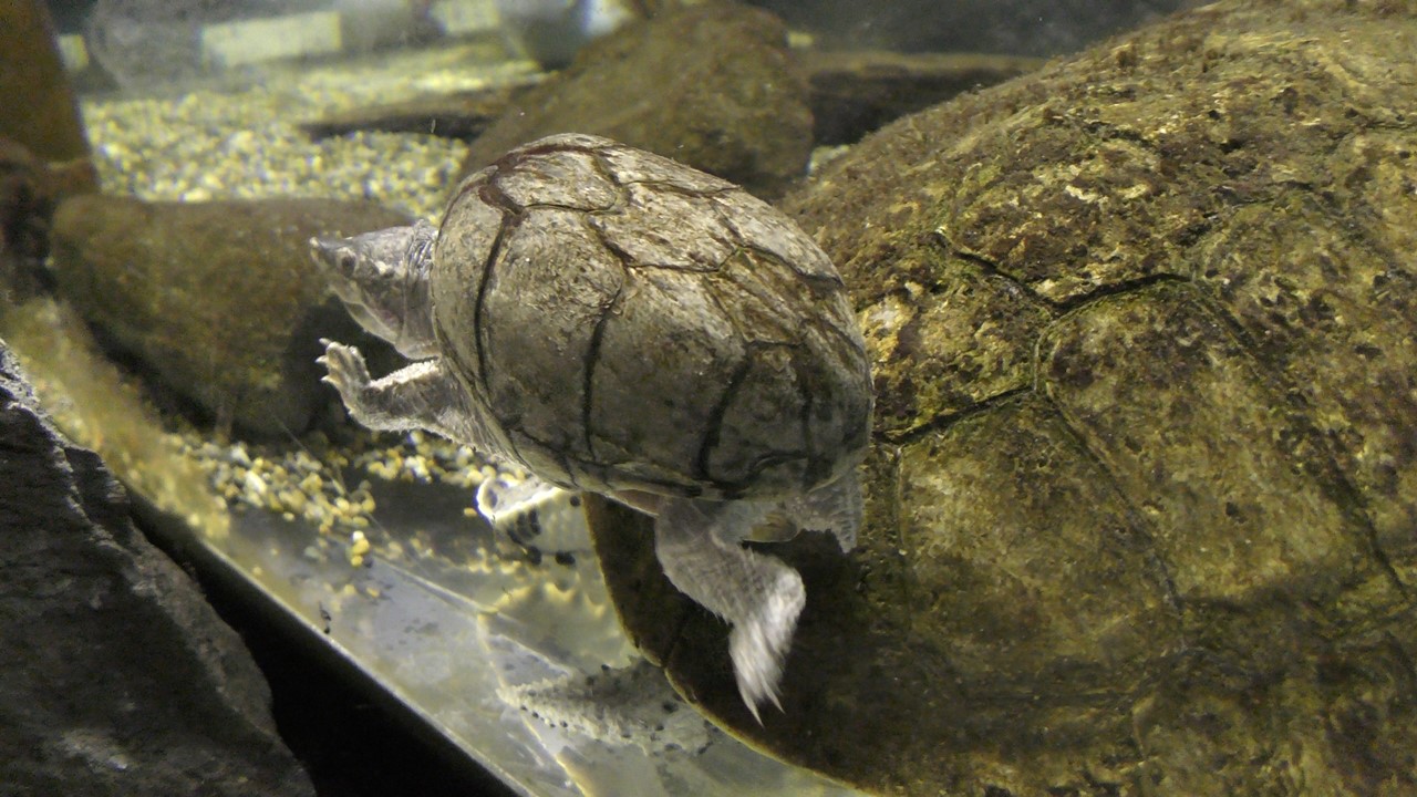 Common musk turtle
