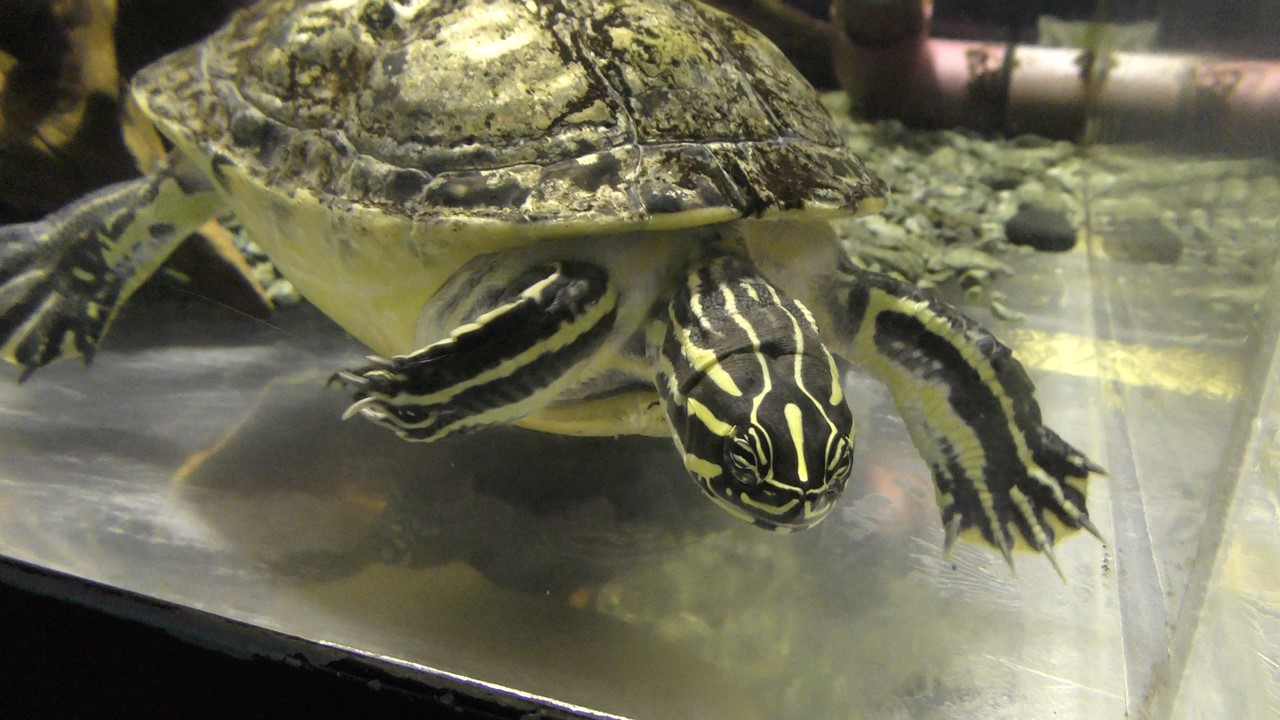 Florida red-bellied turtle