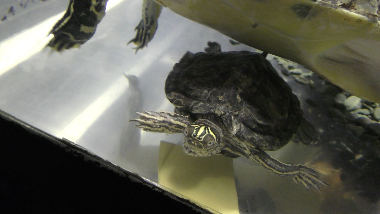 Mississippi map turtle