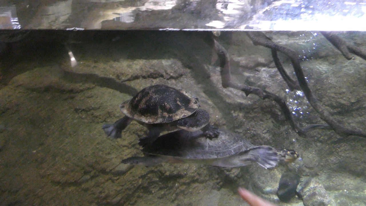 New guinea snake-necked turtle