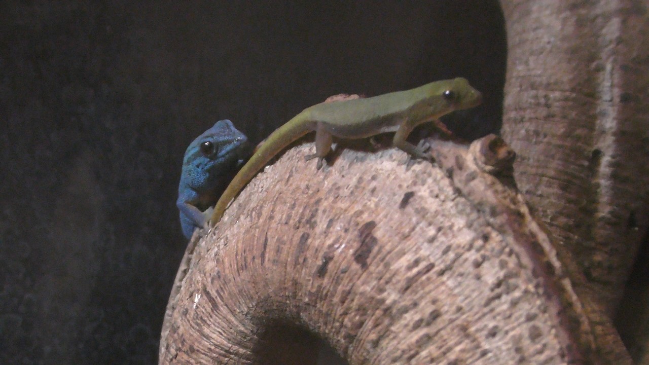 Turquoise dwarf gecko