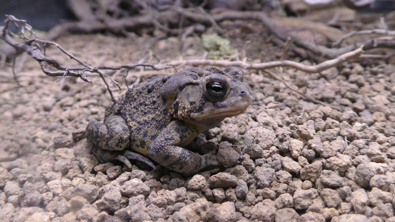 Southern toad