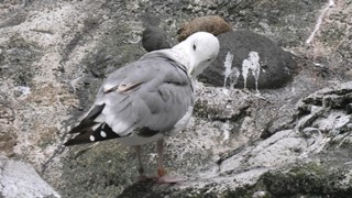 セグロカモメ　Herring gull