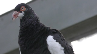 タンブラーピジョン　Tumbler pigeons