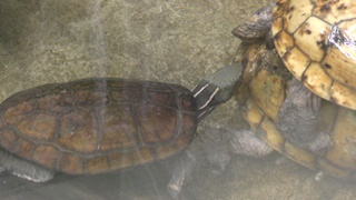 ヨツメイシガメ　Four-eyed turtle