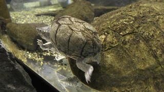 ミシシッピニオイガメ　Common musk turtle