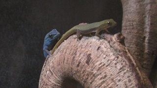 アオマルメヤモリ　Turquoise dwarf gecko