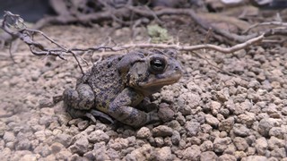 ナンブヒキガエル　Southern toad