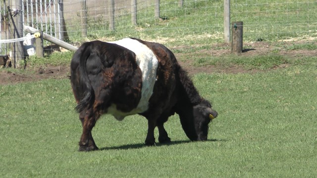White belted galloway