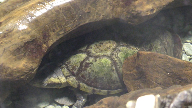 White-lipped mud turtle