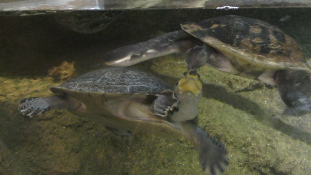 モンキヨコクビガメ
