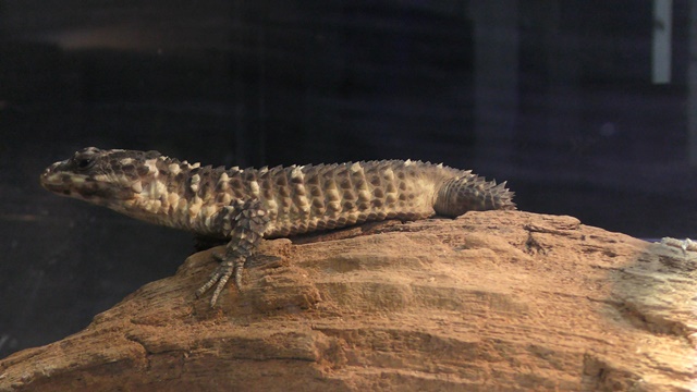 Warren's girdled lizard