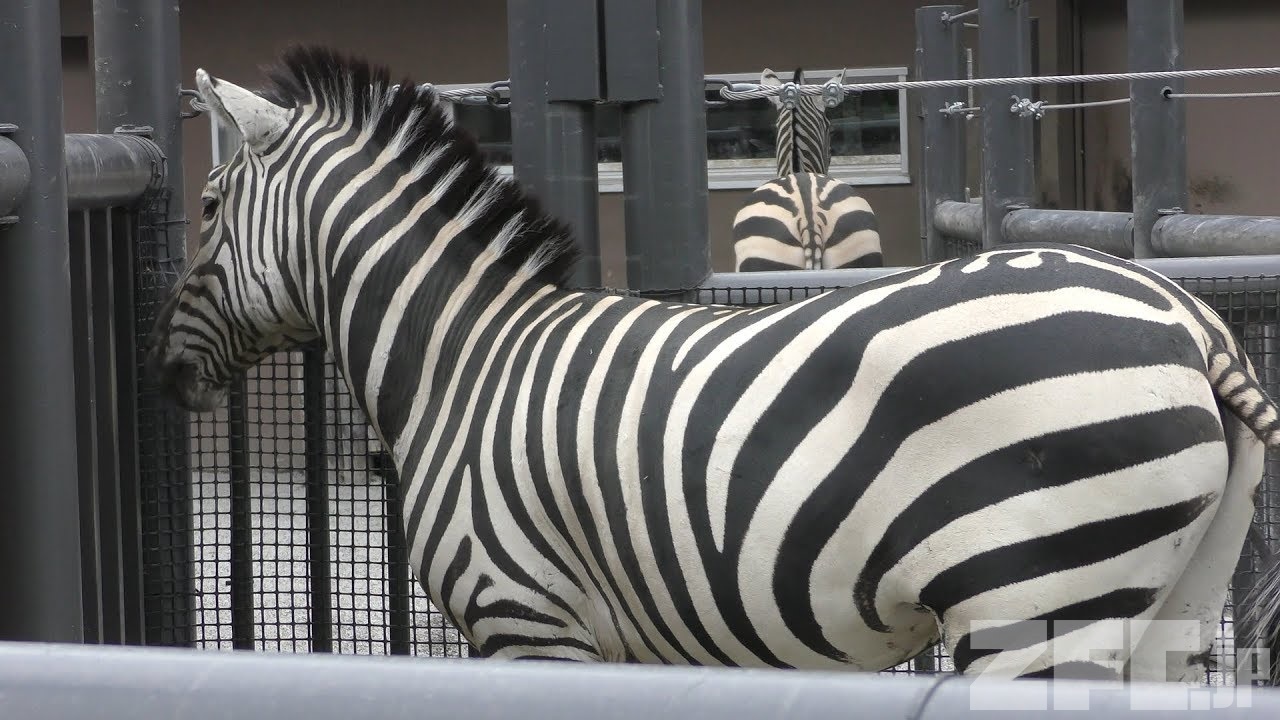 グラントシマウマ の『チョビミミ』と『DJ』 (札幌市 円山動物園) 2019