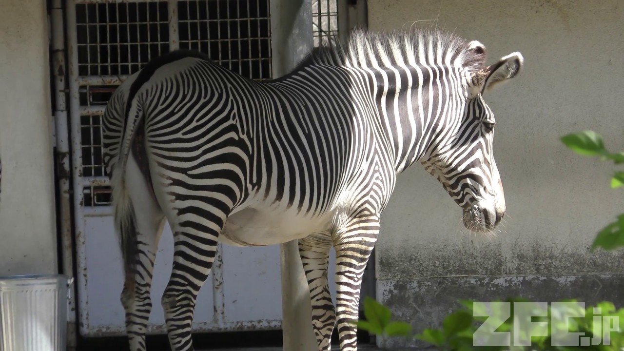 グレビーシマウマ の『ナギ』と『ライチ』 (多摩動物公園) 2018年9月9