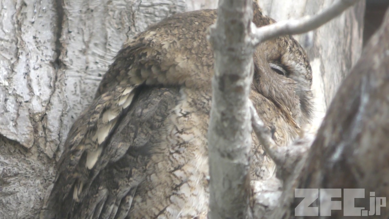 コノハズクページ コノハズク | 動物図鑑 | ZFC.jp