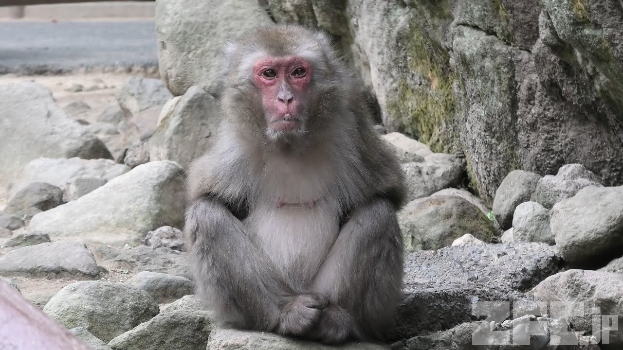 さる 0IeLuDkR7gQ.jpg