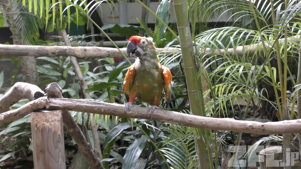 アカミミコンゴウインコ | 動物図鑑 | ZFC.jp