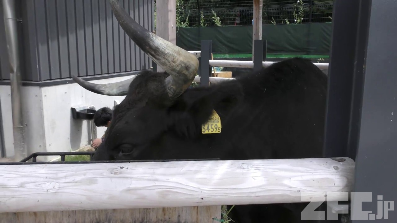 見島牛 (上野動物園) 2018年7月7日 | ZFC.jp