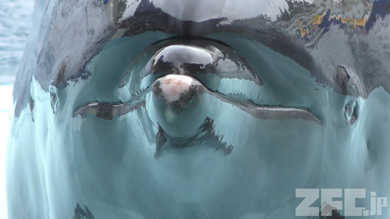 ハンドウイルカ | 動物図鑑 | ZFC.jp ハンドウイルカ | 動物図鑑 | ZFC.jp