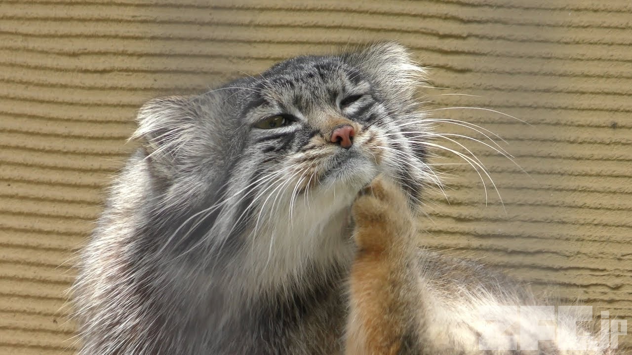 マヌルネコ の『グルーシャ』 (旭山動物園) 2019年6月20日 | ZFC.jp