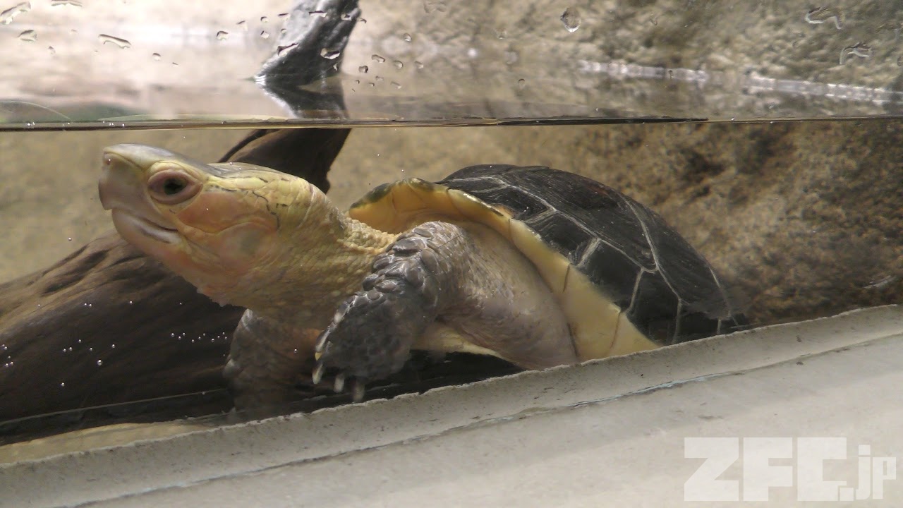 セマルハコガメ | 動物図鑑 | ZFC.jp