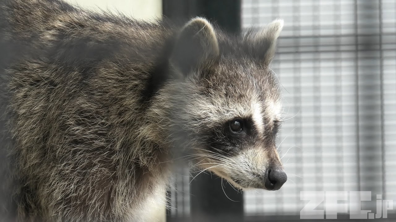 アライグマ (東武動物公園) 2020年9月18日 | ZFC.jp