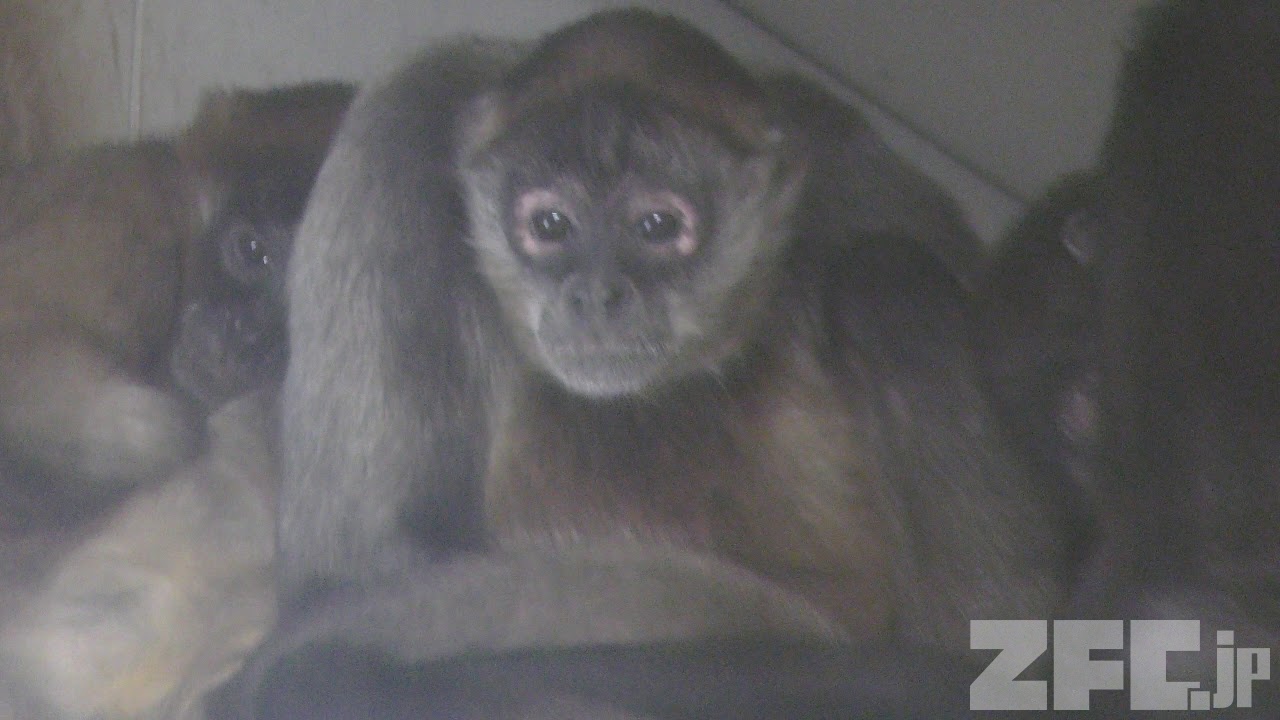 ジェフロイクモザル 旭山動物園 18年2月11日 Zfc Jp