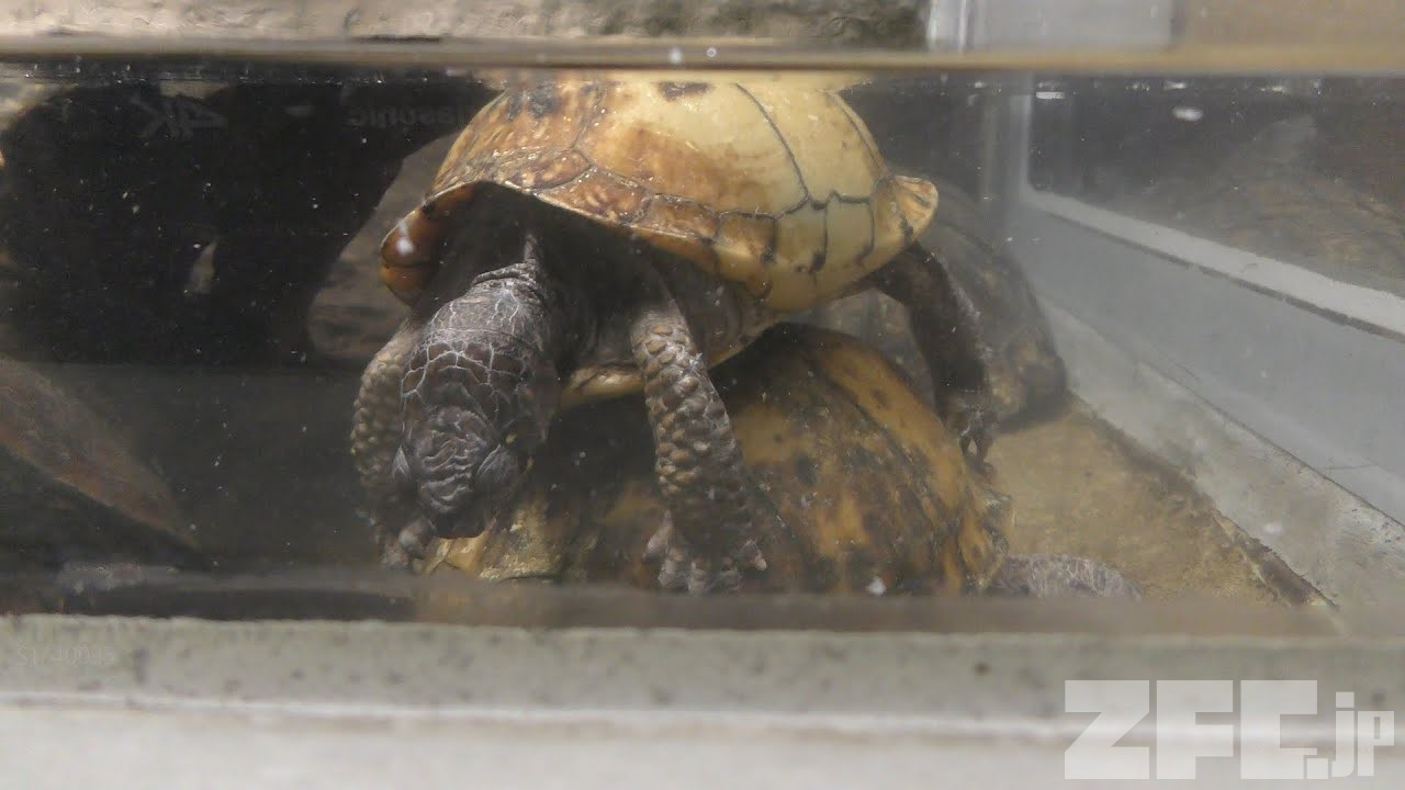 半水棲のカメたち 日本平動物園 17年12月10日 Zfc Jp