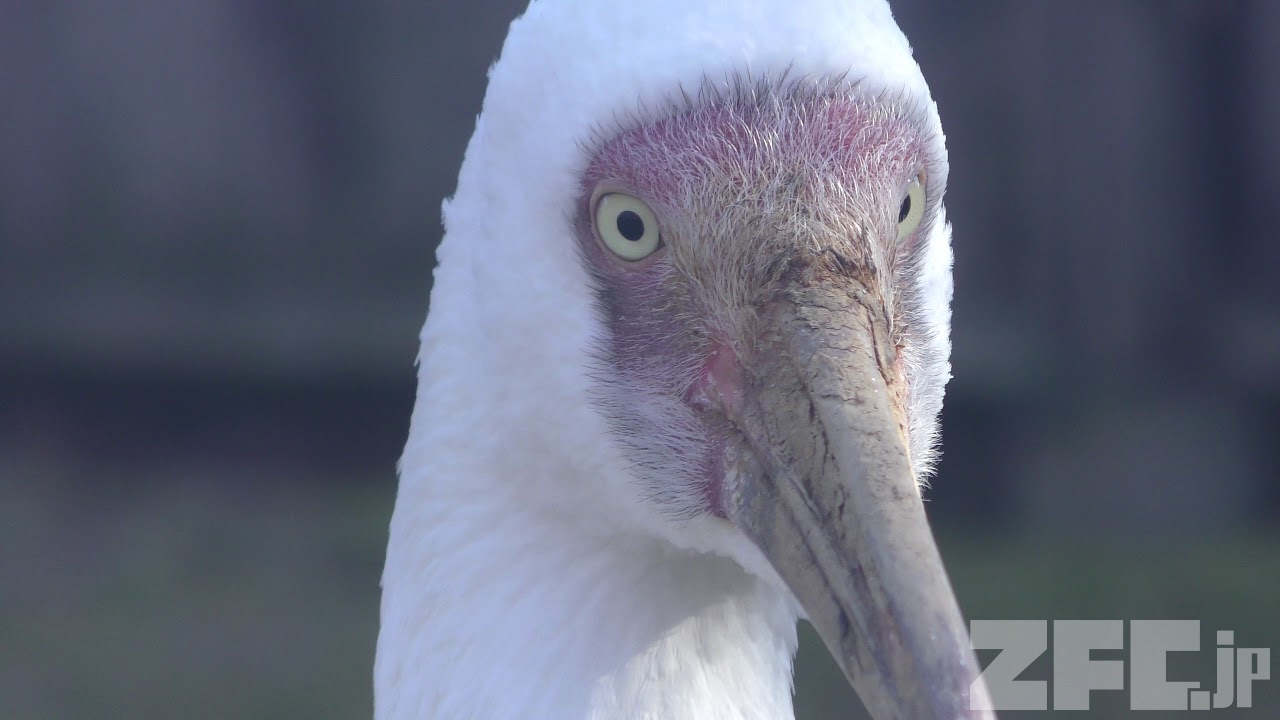 ソデグロヅル(2024.02.17) - 日本の野鳥識別図鑑