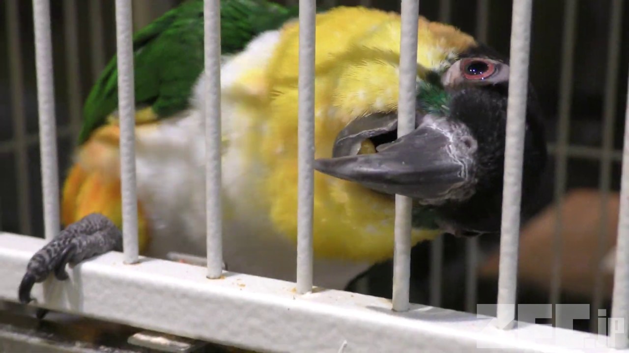ズグロシロハラインコ | 動物図鑑 | ZFC.jp