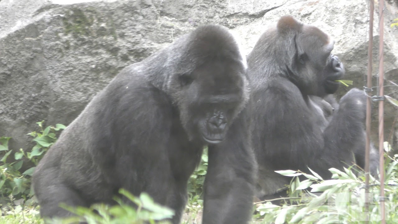 ニシゴリラ (上野動物園) 2018年5月13日 | ZFC.jp