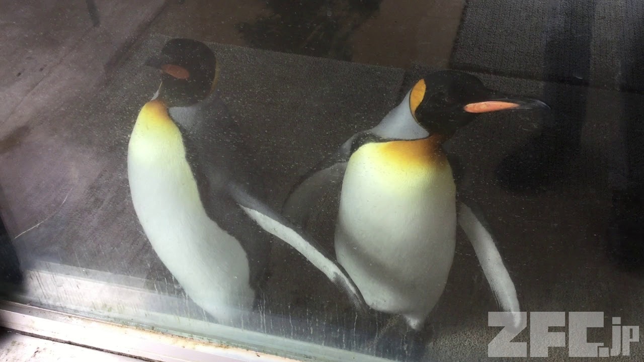 あっちむいてキングペンギン（東武動物公園） 2017年8月20日