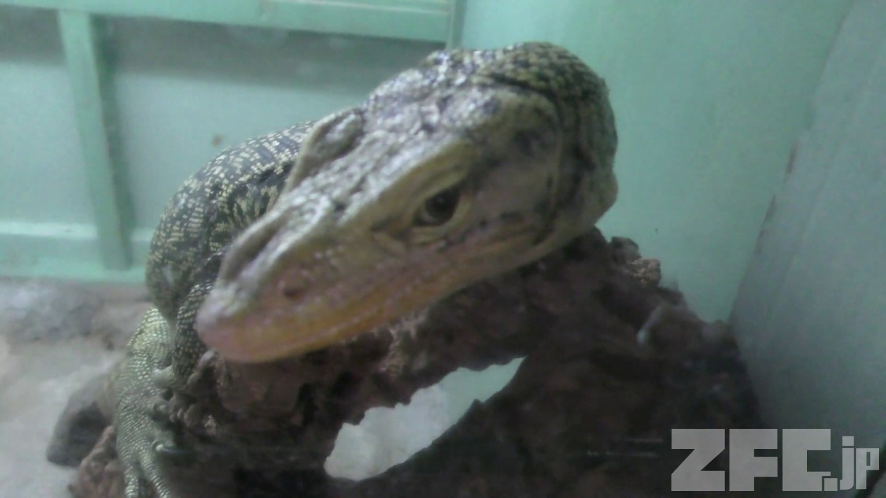 時々トカゲ f345a18297206b0742df38dfb297d3