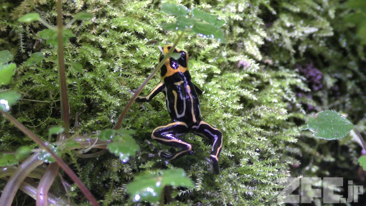 ズアカヤドクガエル | 動物図鑑 | ZFC.jp