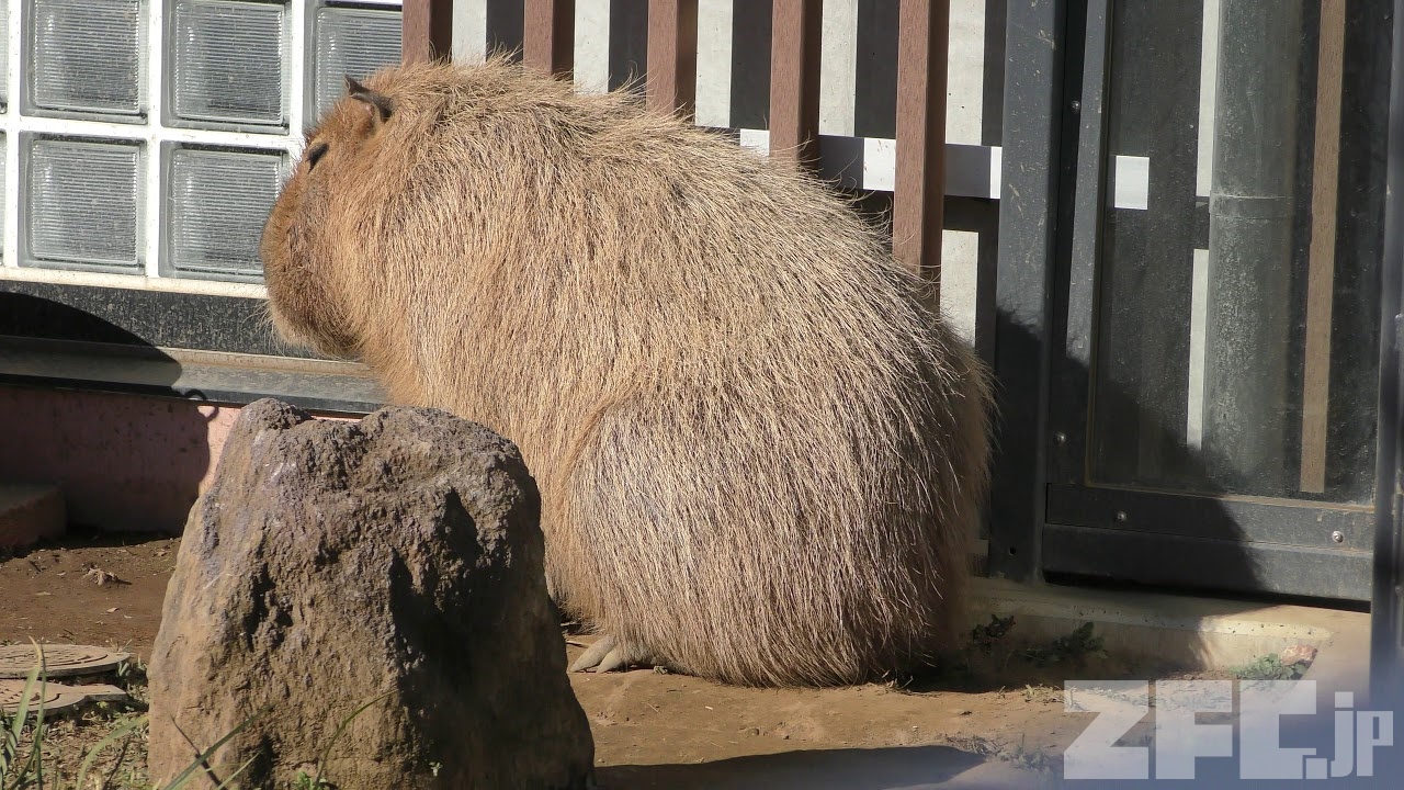 カピバラのマオちゃん 上野動物園 17年12月17日 Zfc Jp