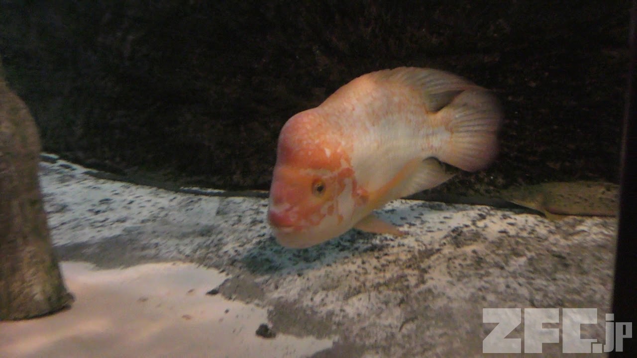熱帯淡水水族館を始めるのに最適な魚
