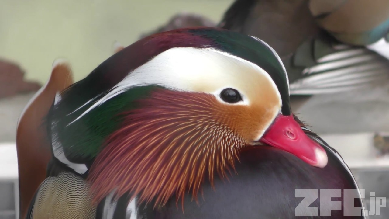 オシドリ | 動物図鑑 | ZFC.jp