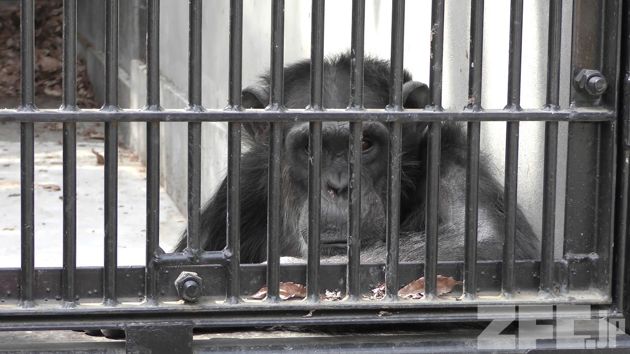 チンパンジー チンパンジー | 鉄道模型・プラモデル・ラジコン・ガン