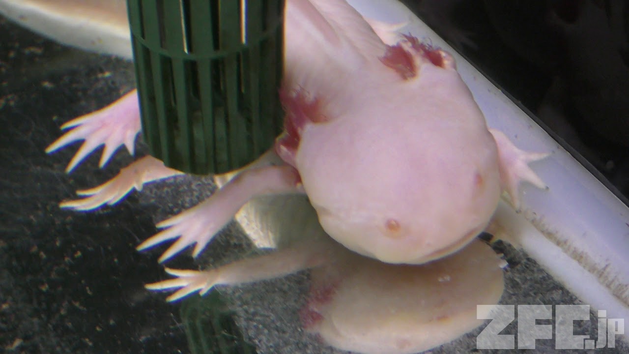 メキシコサラマンダー さいたま水族館 18年12月9日 Zfc Jp