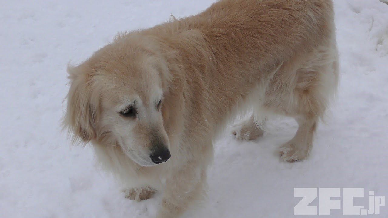 ゴールデンレトリーバー | 動物図鑑 | ZFC.jp
